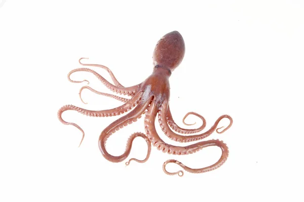 Ahtapot bir tür deniz hayvanıdır. Tadı çok lezzetlidir. Yakın plan.