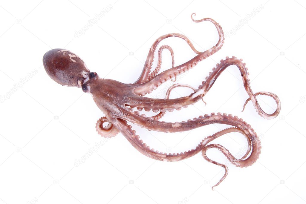 Octopus is a kind of sea animals, taste delicious, close-up