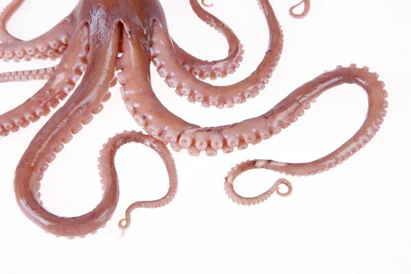 Octopus Kind Sea Animals Tastes Very Delicious Close — Stock Photo, Image