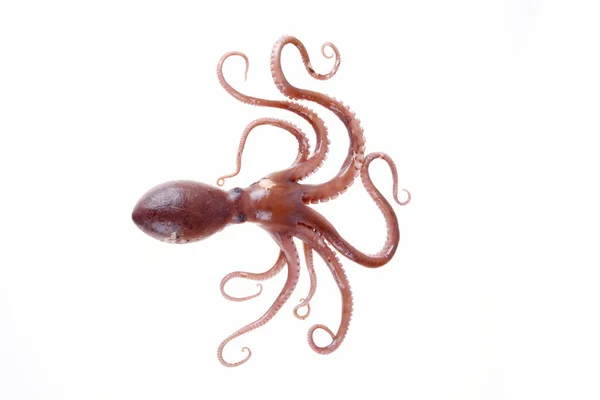 Kraken Sind Eine Art Meerestiere Schmecken Sehr Köstlich Eine Nahaufnahme — Stockfoto