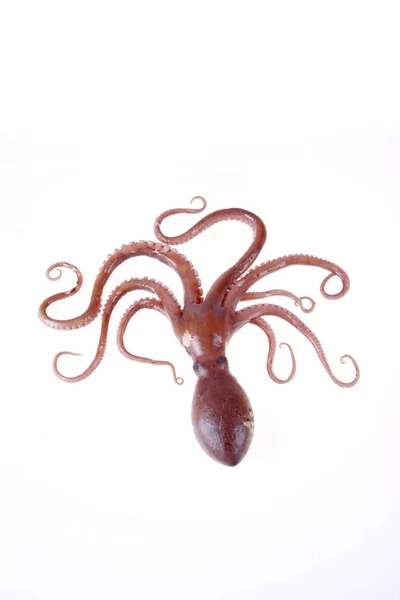 옥토퍼스 Octopus 동물의 일종으로 좋습니다 사진입니다 — 스톡 사진