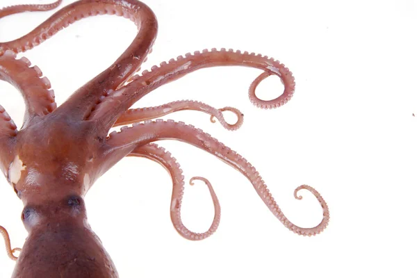 Octopus Tipo Animais Marinhos Gosto Muito Delicioso Close — Fotografia de Stock