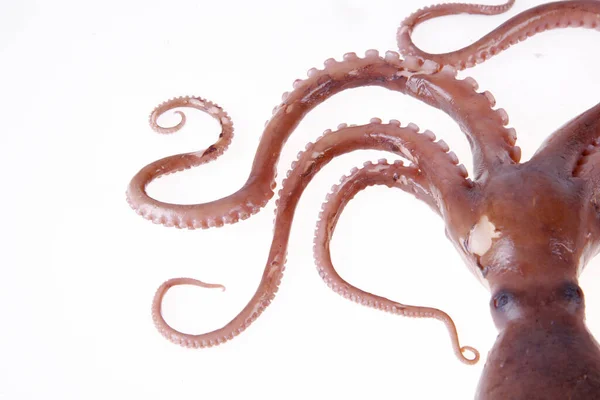 Octopus Een Soort Zeedieren Smaakt Erg Heerlijk Een Close — Stockfoto