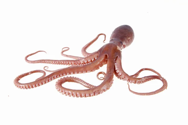 Octopus Este Fel Animale Mare Gust Foarte Delicios Close — Fotografie, imagine de stoc