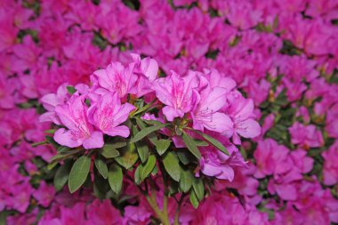 Açelyalar çiçek açmış.