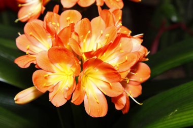 Clivia, centilmen orkide çiçek açmış.