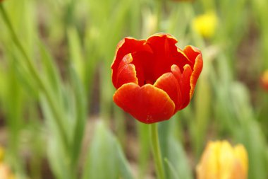 Siyah arkaplan, yakın plan