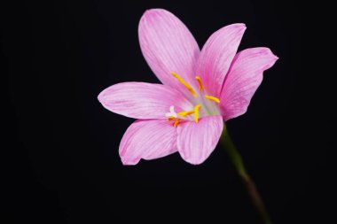 Zephyranthes grandiflora, siyah arkaplan, yakın plan