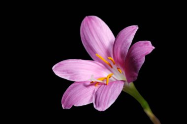 Zephyranthes grandiflora, siyah arkaplan, yakın plan