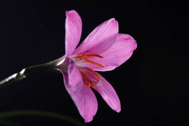 Zephyranthes grandiflora, siyah arkaplan, yakın plan