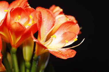 Clivia çiçek açıyor, yakından, çok güzel.