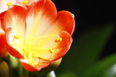 Clivia çiçek açıyor, yakından, çok güzel.