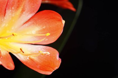 Clivia çiçek açıyor, yakından, çok güzel.