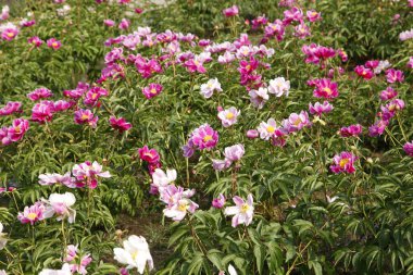 Parktaki şakayık çiçekleri, parlak renkli, çok güzel.