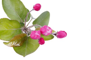 Çin elması çiçeği, yakın plan, beyaz arka plan.