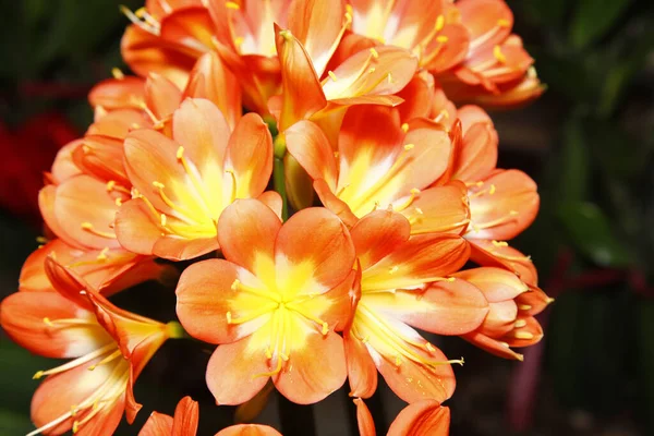 Clivia Gentleman Orchid Bloom — Stock Photo, Image