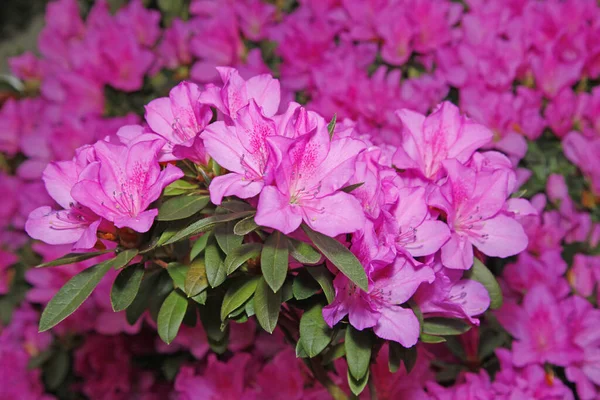 Azaleas Bloom — Stock Photo, Image