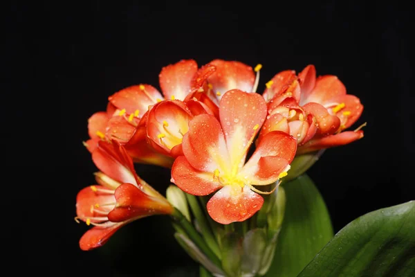 Clivia Florescendo Close Muito Bonito — Fotografia de Stock