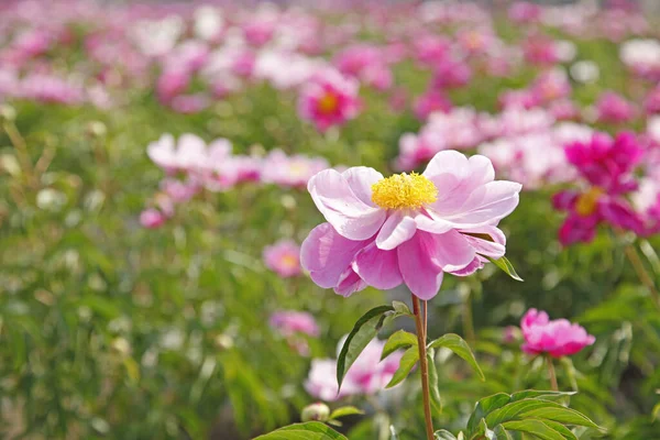 Peony Flowers Park Bright Coloured Color Very Beautiful — Stock Photo, Image