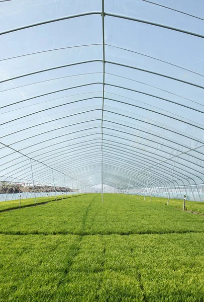 Rice Seedling Greenhouse Grew Well — Stock Photo, Image