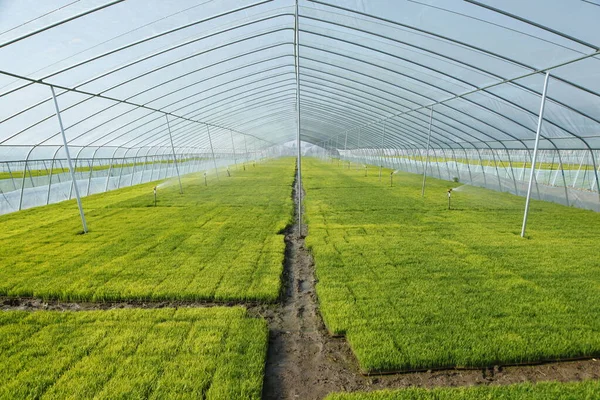 Rice Seedling Greenhouse Grew Well — Stock Photo, Image