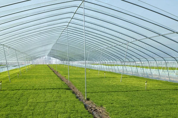 Rice Seedling Greenhouse Grew Well — Stock Photo, Image