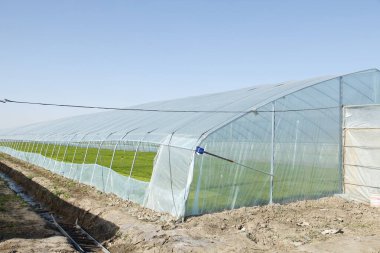 Seradaki pirinç filizleri iyi yetişmiş.