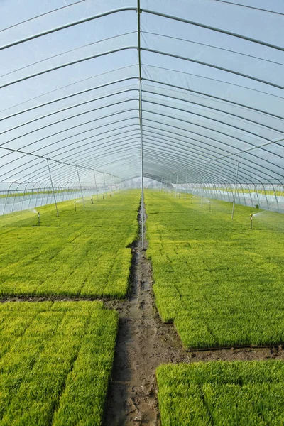 Rice Seedling Greenhouse Grew Well — ストック写真
