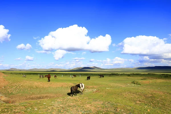 Paarden Grazen Het Grasland — Stockfoto