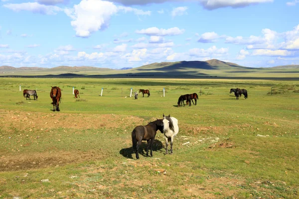 Paarden Grazen Het Grasland — Stockfoto