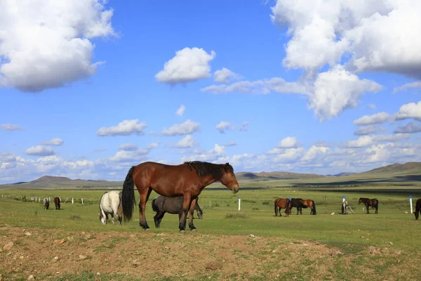 Paarden Grazen Het Grasland — Stockfoto