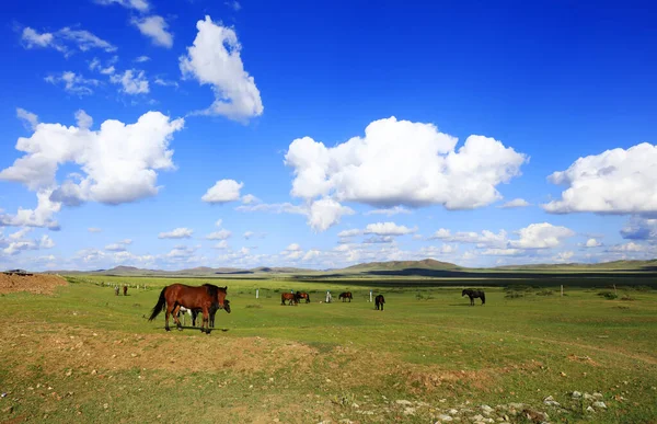 Paarden Grazen Het Grasland — Stockfoto