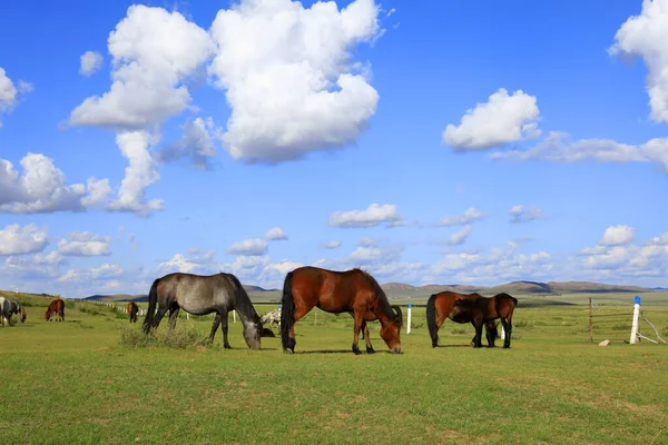 Die Pferde Grasten Auf Der Weide — Stockfoto