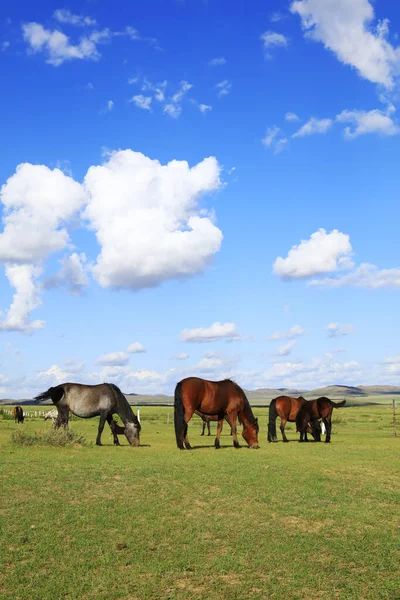 Cavalos Pastavam Nas Pastagens — Fotografia de Stock