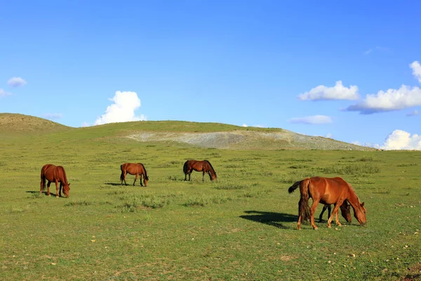 Лошади Пасли Лугу — стоковое фото