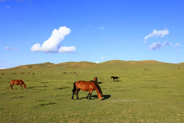 Лошади Пасли Лугу — стоковое фото