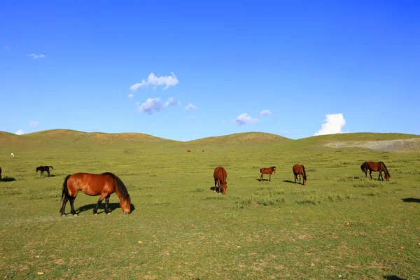 Paarden Grazen Het Grasland — Stockfoto