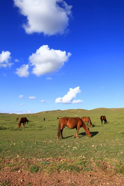 Paarden Grazen Het Grasland — Stockfoto