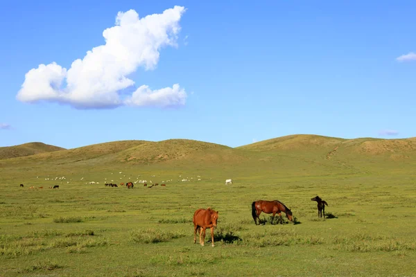 Horses Grazed Grassland — Stock Photo, Image