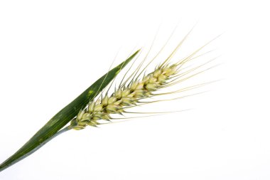 Buğday başaklarına yakın çekim