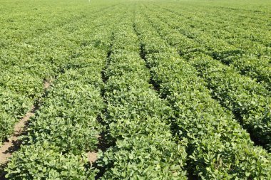 Fıstık tarlaları, gelişir