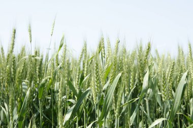 Yeşil buğday tarlaları, büyüyor, canlılık dolu.
