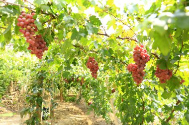 Sonbahar hasadında gün batımında üzüm bağları. Sonbaharda olgun üzümler