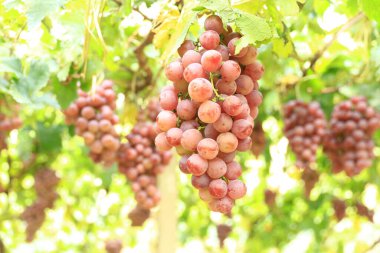 Sonbahar hasadında gün batımında üzüm bağları. Sonbaharda olgun üzümler