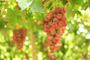 Sonbahar hasadında gün batımında üzüm bağları. Sonbaharda olgun üzümler