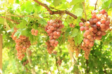 Sonbahar hasadında gün batımında üzüm bağları. Sonbaharda olgun üzümler