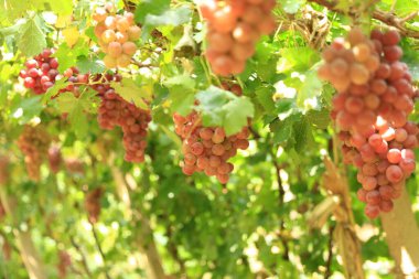 Sonbahar hasadında gün batımında üzüm bağları. Sonbaharda olgun üzümler