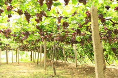 Sonbahar hasadında gün batımında üzüm bağları. Sonbaharda olgun üzümler