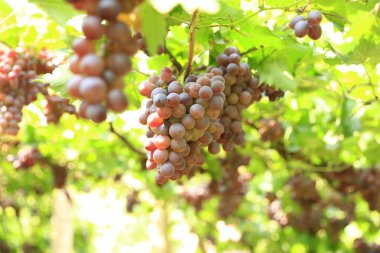 Sonbahar hasadında gün batımında üzüm bağları. Sonbaharda olgun üzümler