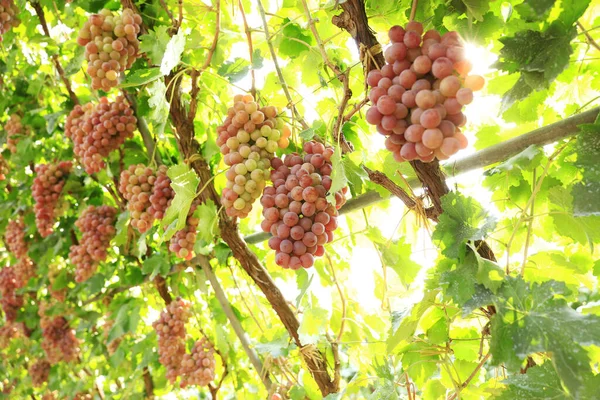 Wijngaarden Bij Zonsondergang Herfst Oogst Rijpe Druiven Herfst — Stockfoto